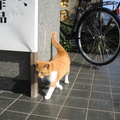 イメージなし